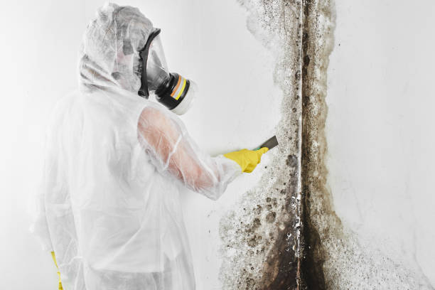 Best Residential Mold Remediation in Minerva, OH