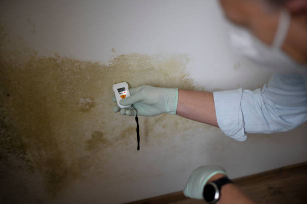 Best Attic Mold Remediation in Minerva, OH