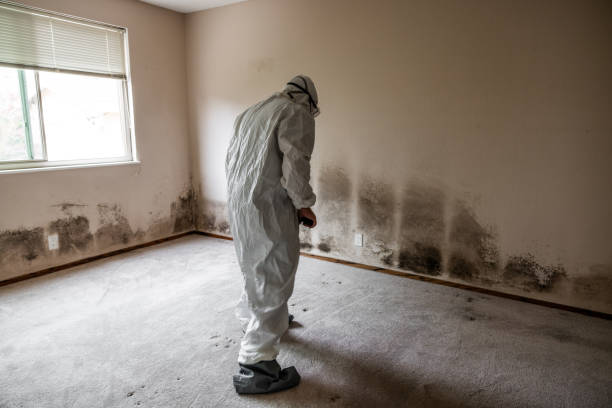 Best Basement Mold Remediation in Minerva, OH